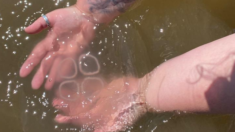 Moon Jellyfish