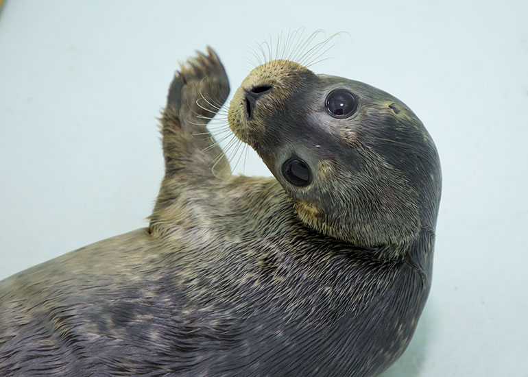 Moonwalk  - photo taken on 26th August 2018