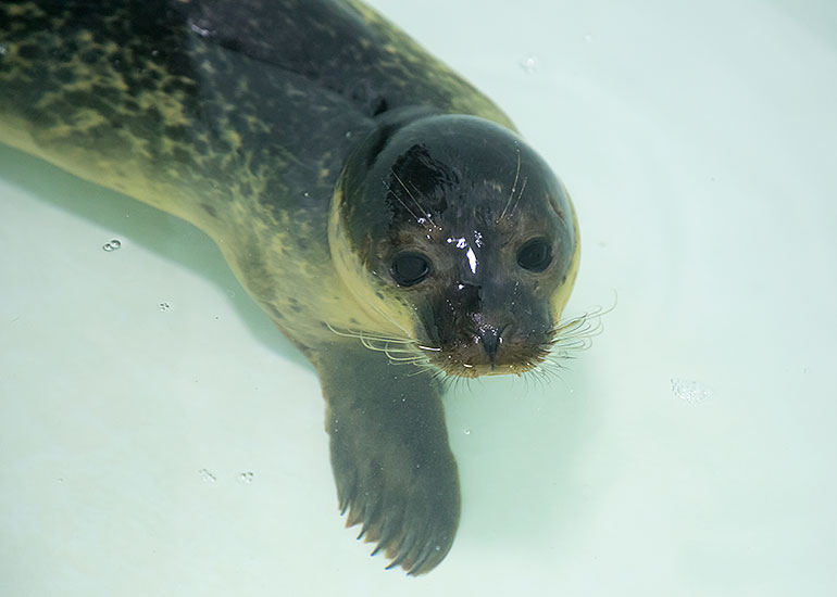 Morris - photo taken on 26th August 2018