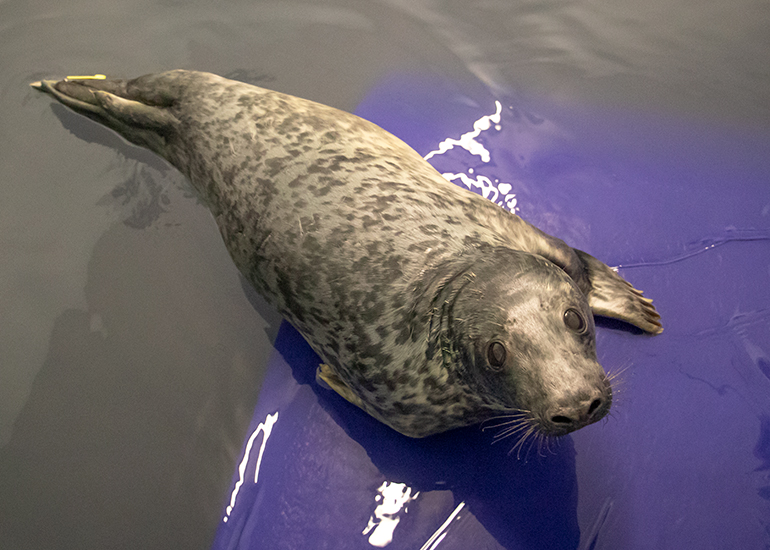 Mowgli, rescued seal pup