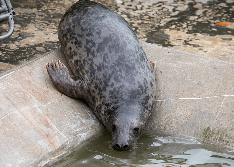 Mowgli, rescued seal pup