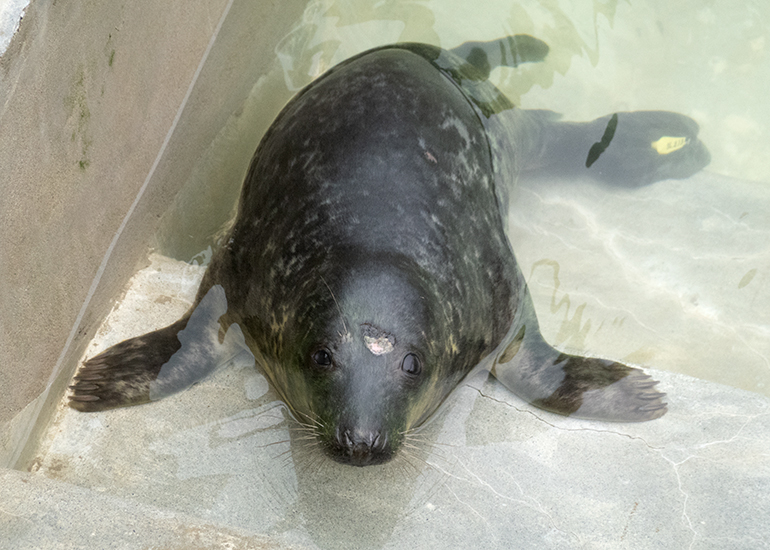 Mr Bump, rescued seal pup