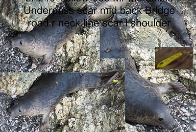 Mr Incredible - photo by Sue Sayer of the Cornish Seal Group