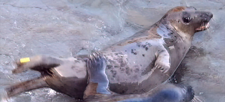 Mrs Claus - Photo Credit - Sue Sayer - Seal Research Trust