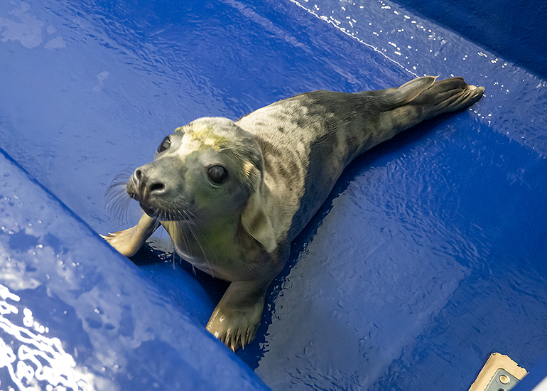 Mrs Claus, rescued seal pup