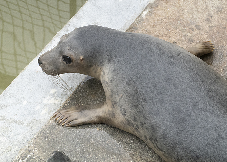 Mrs Claus, rescued seal pup