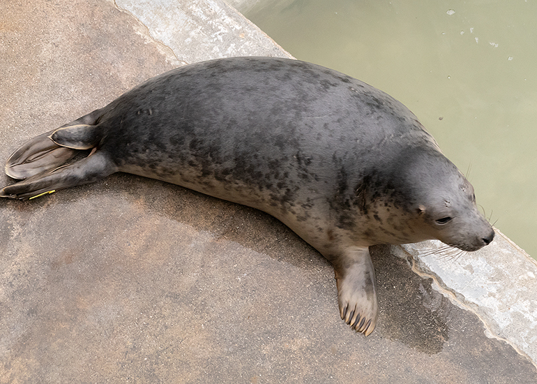 Mrs Tiggy Winkle, rescued seal pup