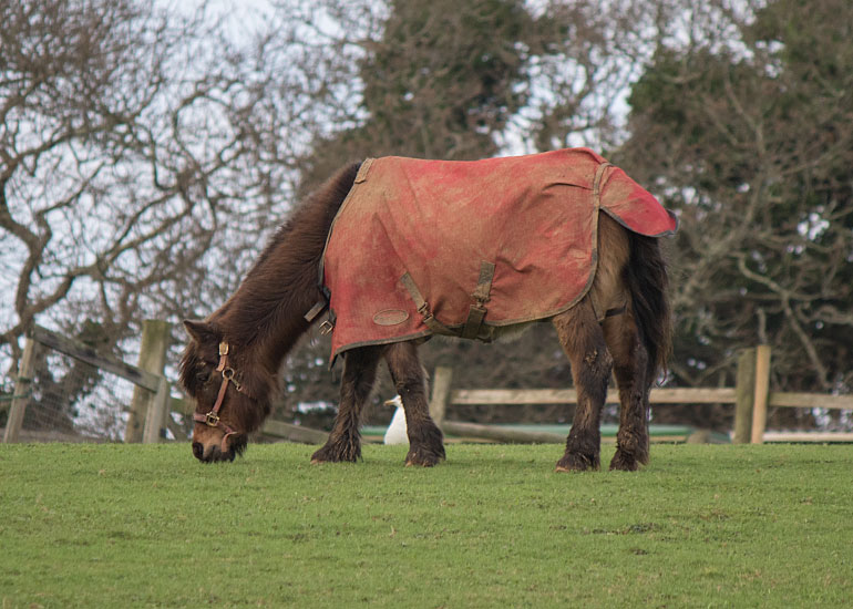 Muffin with his coat on in the paddock