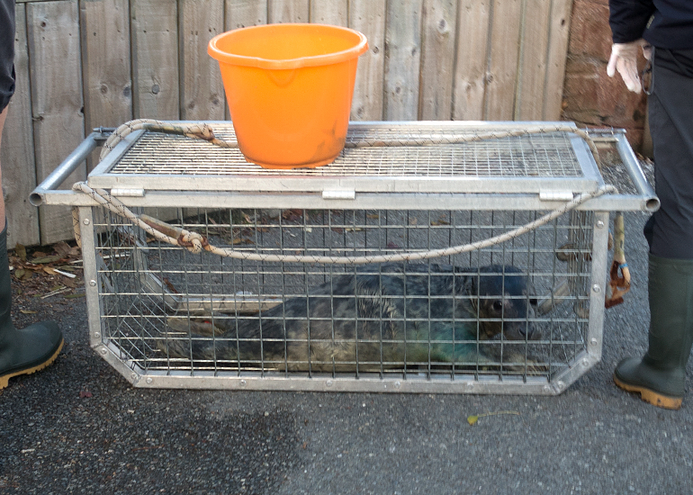 Mullet, rescued seal pup