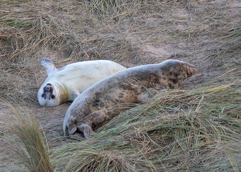 Seals on beach