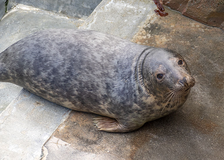 My Little Pony, rescued seal pup