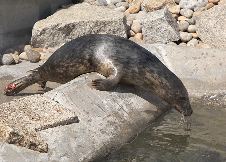 My Little Pony, rescued seal pup