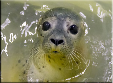 Mystique in the weaning pool