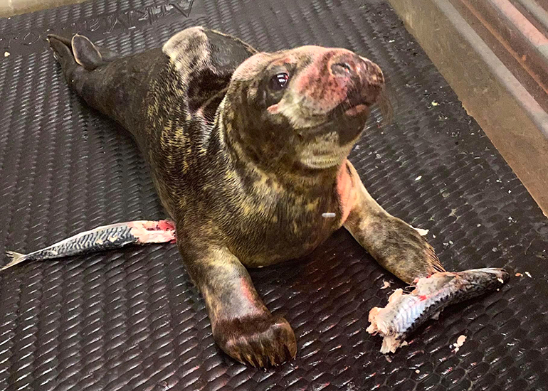 Nacho - Photo Credit: Lizzi Larbalestier