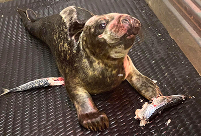 Nacho - 1st December 2020 - Photo credit: Lizzi Larbalestier - BDMLR