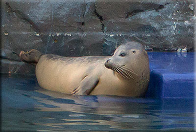 Narwhal