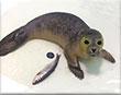 Narwhal