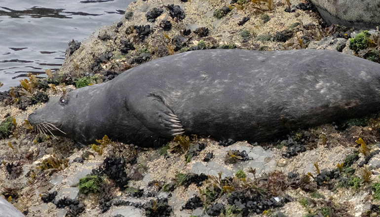 Nemo - Photo credit - Andy Rogers - Cornwall Seal Group Research Trust Rsearch Trust - 7th September 2024