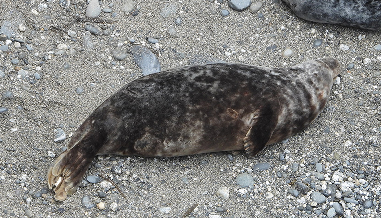 Nemo - Photo credit - Sue Sayer MBE - Cornwall Seal Group Research Trust Rsearch Trust - 24th April 2023
