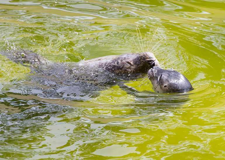 Motherly love