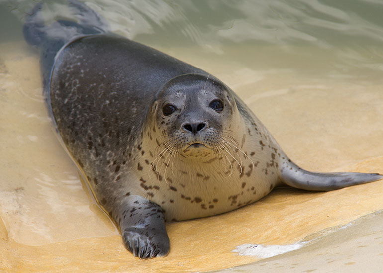 Babyface and Sija's new pup - July 2014