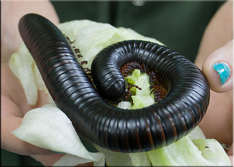 Giant Millipede