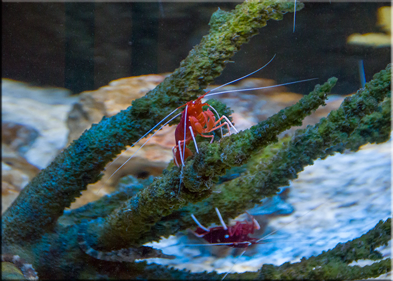 Aquarium photos