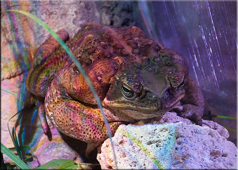 Aquarium photos