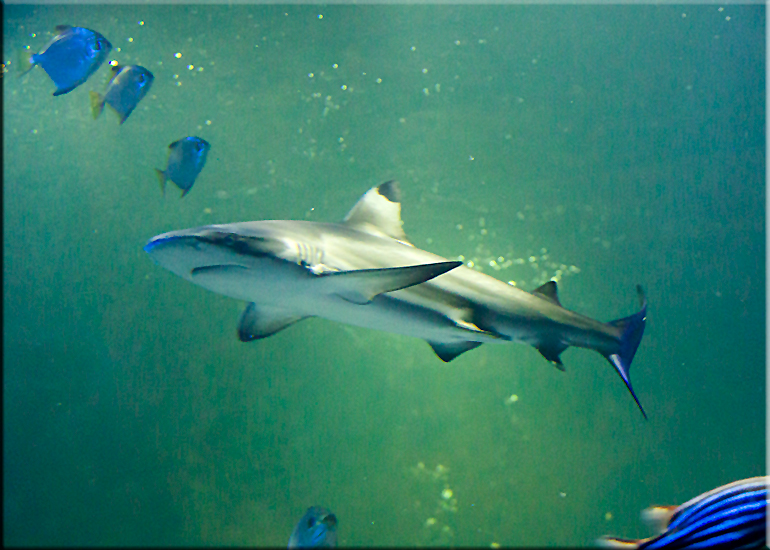 Aquarium photos