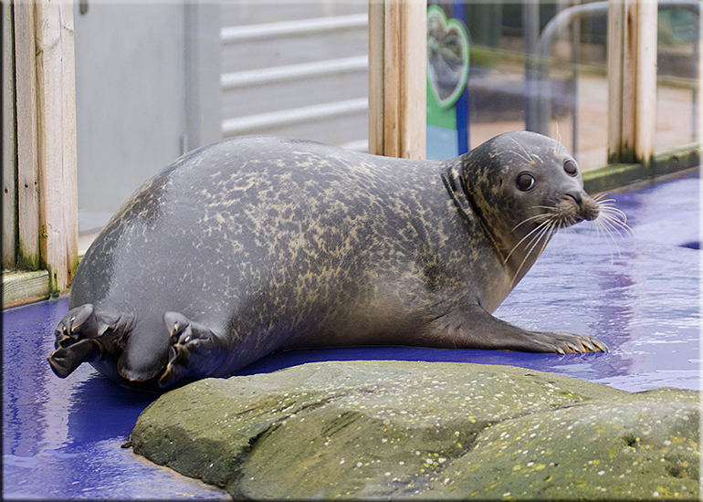 Aquarium photos