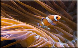 Aquarium