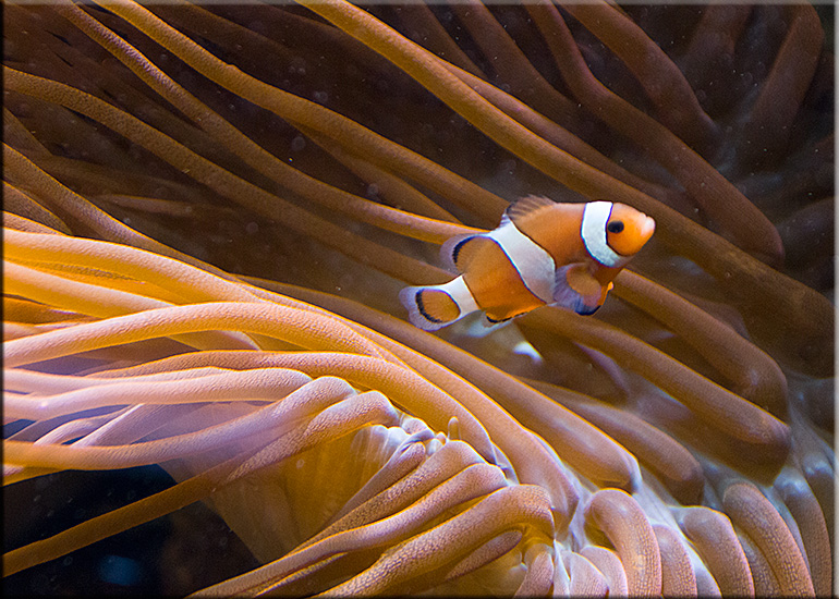 Aquarium photos