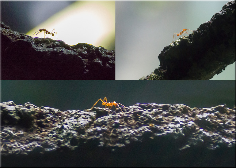 Aquarium photos
