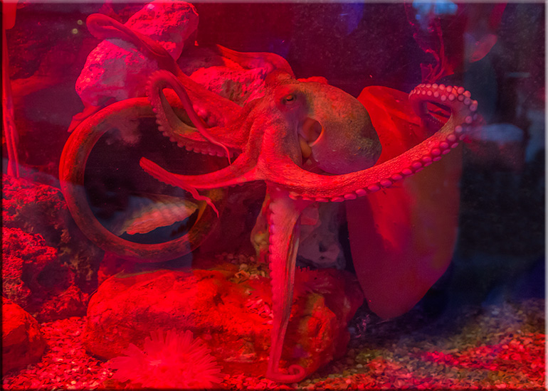 Aquarium photos