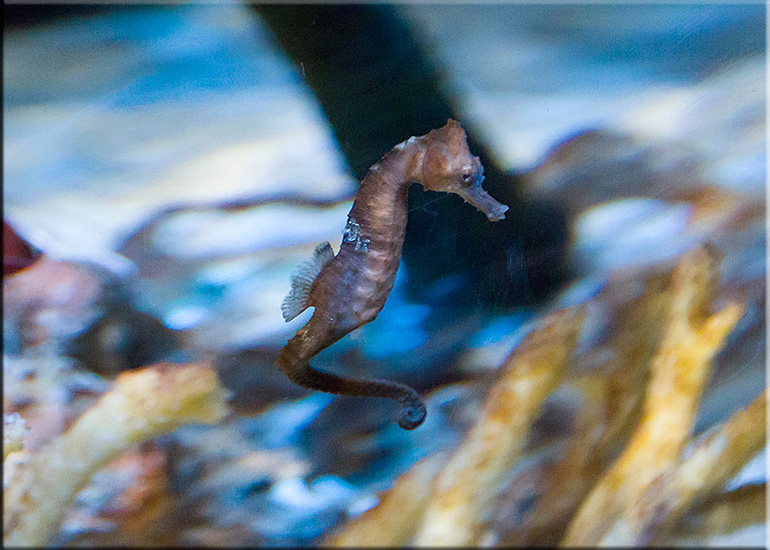 Aquarium photos