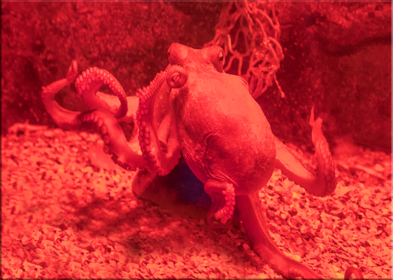 Aquarium photos