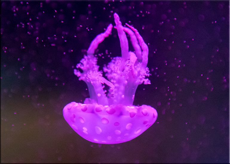 Aquarium photos
