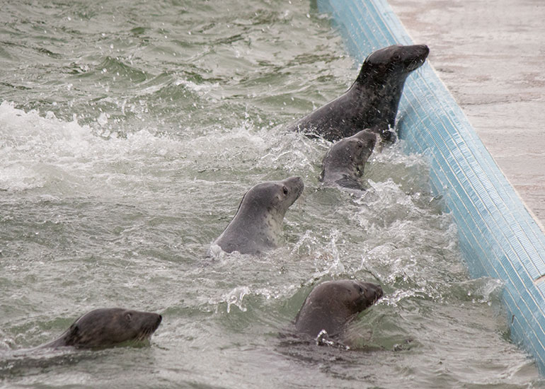 Feeding  in the convalescent pool