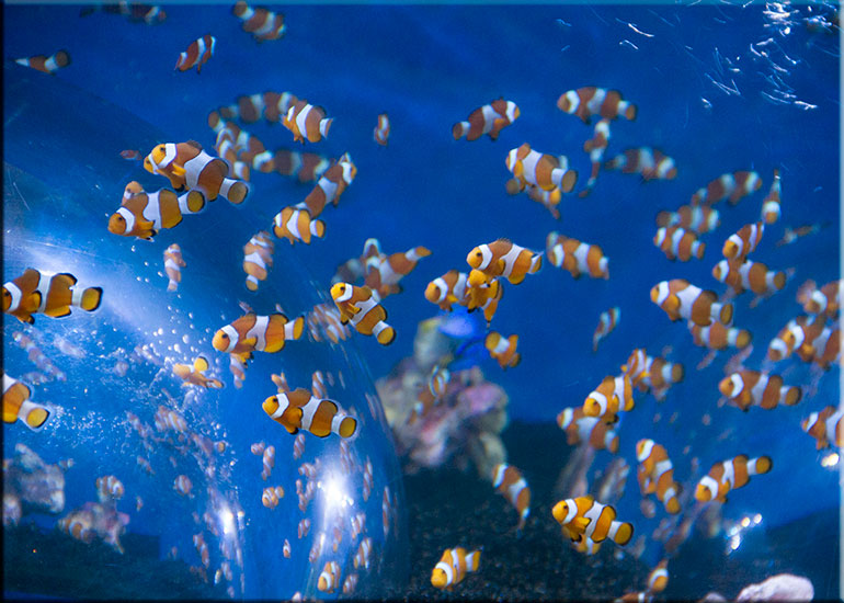 Hunstanton SEA LIFE Sanctuary