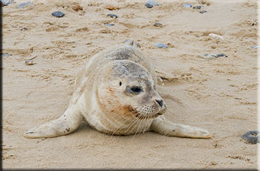 Hunstanton SEA LIFE Sanctuary
