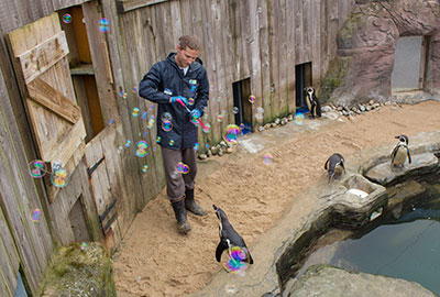 Penguins - bubbles blowing