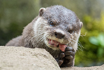 Otters