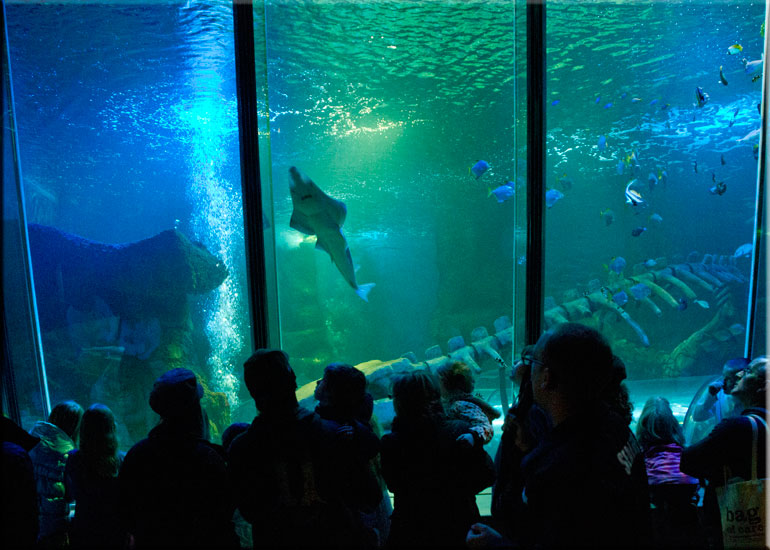 Tropical Shark Tank