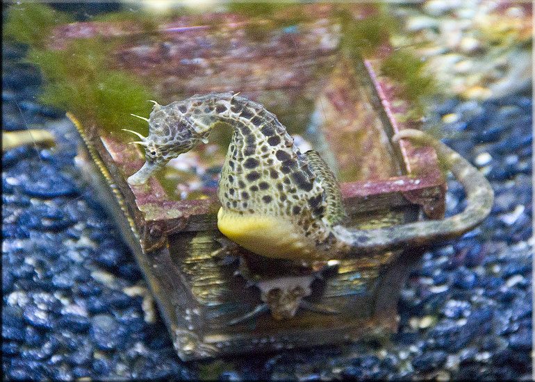 Big Bellied Seahorses
