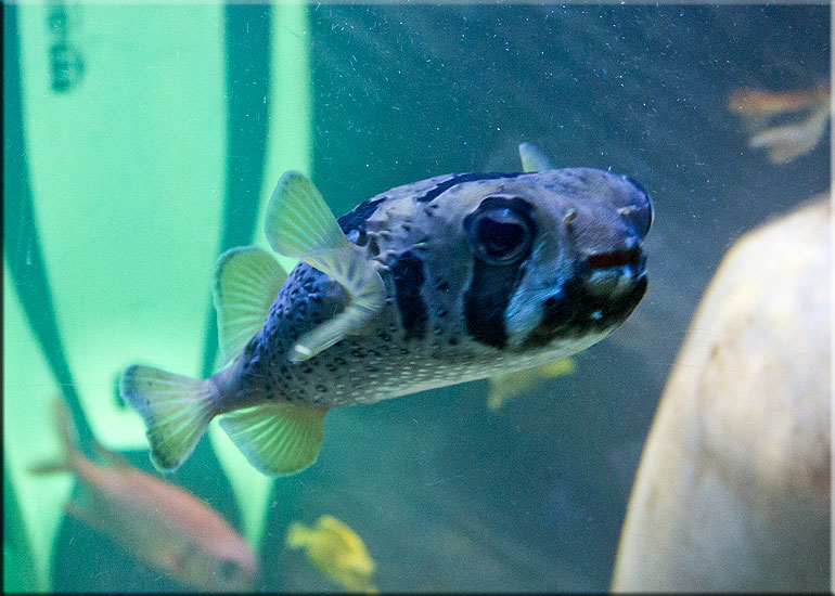 Aquarium