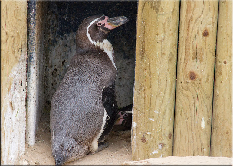 Penguins