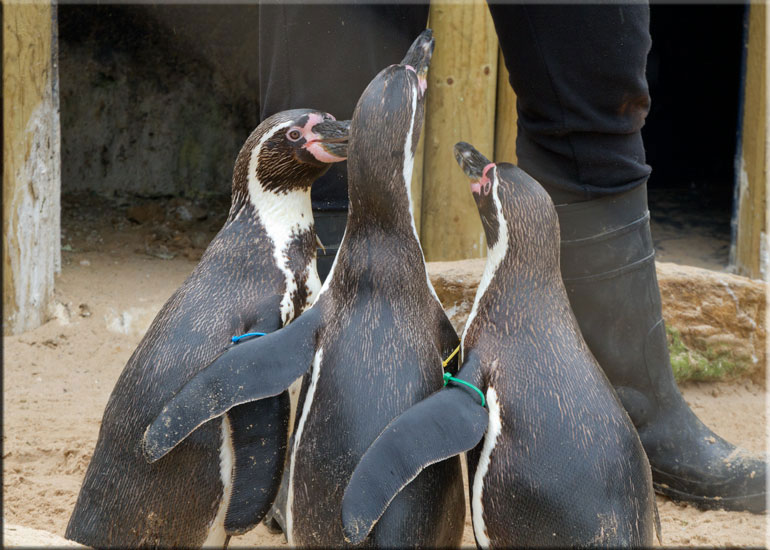 Dimi, Charlie and Jess, the Penguins