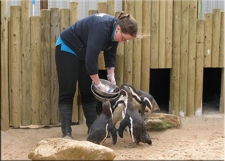Jo feeding the Penguins their favourite afternoon meal of  sand eels!