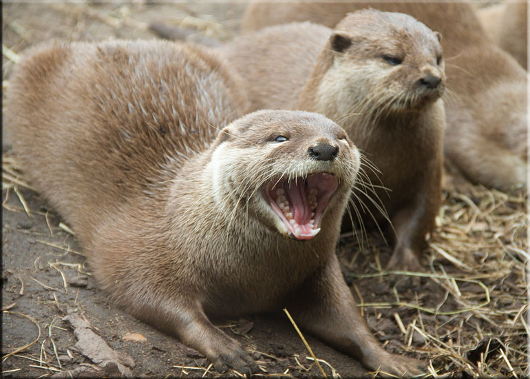 Otters
