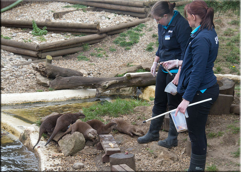 Otters